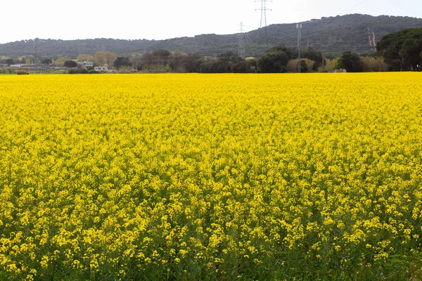 Spring Field Full Yellow Rapeseed Blossoms — Stock Photo, Image