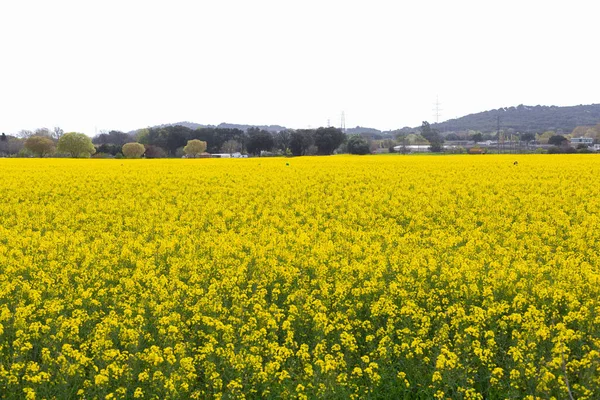 Beautiful Yellow Rapeseed Field Spring Northern Catalonia Spain — Stock Photo, Image