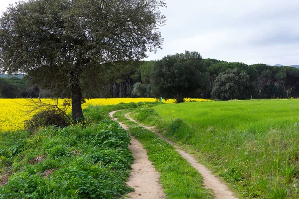 İlkbaharda yeşil çimenli kırsal toprak yol
