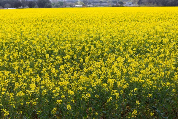 Bahar ve tarla sarı kolza tohumu çiçekleriyle dolu.