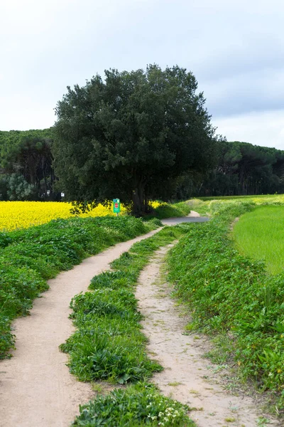 Kuzey Katalonya, İspanya 'da bahar mevsiminde kırsal toprak yol.