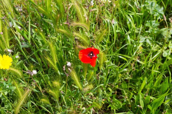 Yeşil otla çevrili kırmızı haşhaş çiçeği