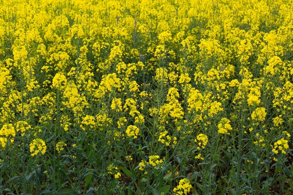 Small Pretty Flowers Early Spring — Stock Photo, Image