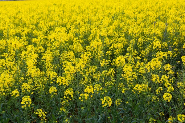 Beautiful Yellow Rapeseed Field Spring Northern Catalonia Spain — Stock Photo, Image