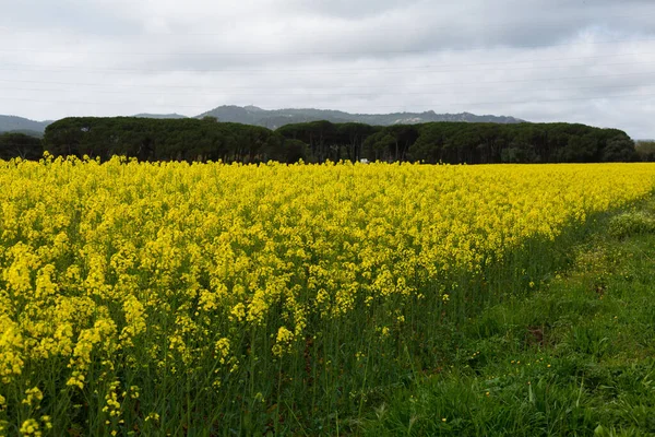 Spring Field Full Yellow Rapeseed Blossoms — Stock Photo, Image