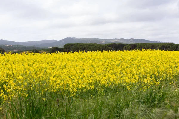 Beautiful Yellow Rapeseed Field Spring Northern Catalonia Spain — Stock Photo, Image