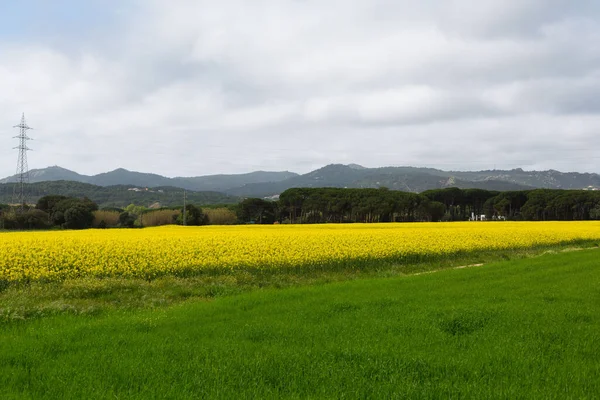 Bahar çiçek açıyor, çiçekler ve yapraklar farklı renklerde.. 