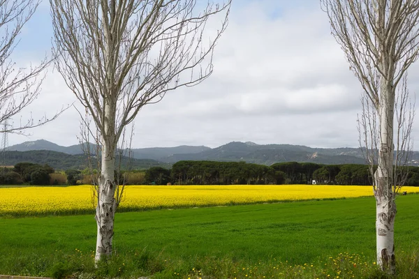 Bahar ve tarla sarı kolza tohumu çiçekleriyle dolu.