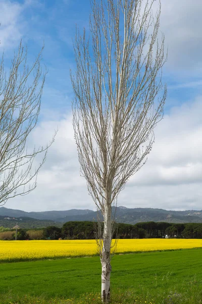 Bahar ve tarla sarı kolza tohumu çiçekleriyle dolu.