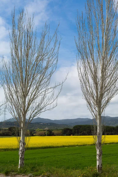 Baharın başlarında sarı çiçek tarlaları