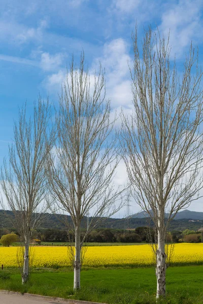 Bahar ve tarla sarı kolza tohumu çiçekleriyle dolu.