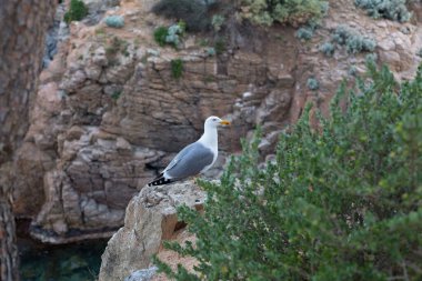 Yetişkin martı Akdeniz 'de bir uçurumun kenarında dinleniyor..