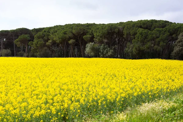 Primavera Campo Cheio Flores Colza Amarelas — Fotografia de Stock