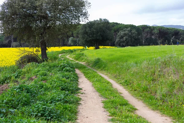Kuzey Katalonya, İspanya 'da bahar mevsiminde kırsal toprak yol.