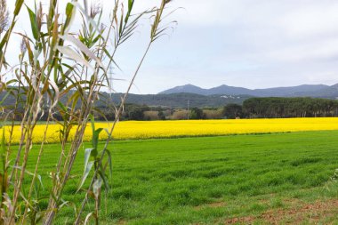 Bahar ve tarla sarı kolza tohumu çiçekleriyle dolu.