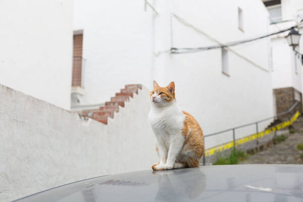Cat on top of the roof of a car in the street