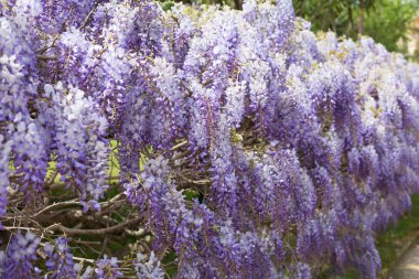 Bahar çiçek açıyor, çiçekler ve yapraklar farklı renklerde..