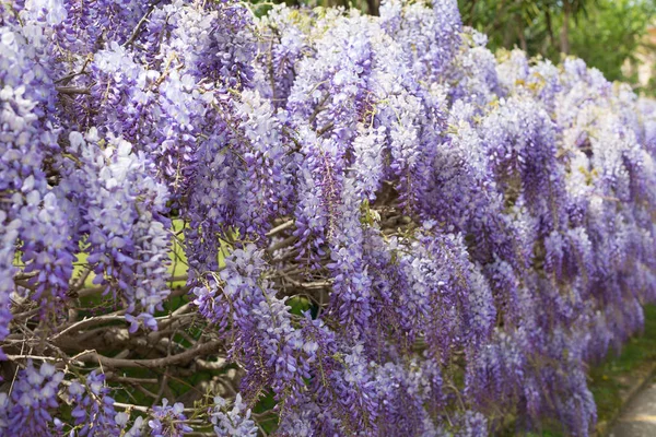 Bahar çiçek açıyor, çiçekler ve yapraklar farklı renklerde..