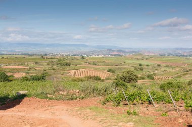 Bahar aylarında Rioja bölgesinde hasat öncesi üzüm bağları, İspanya.