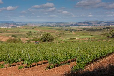 Bahar aylarında Rioja bölgesinde hasat öncesi üzüm bağları, İspanya.