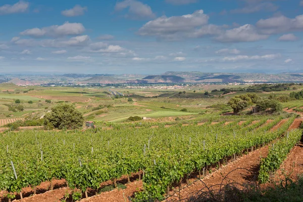 Viñedos Primavera Antes Cosecha Zona Rioja España — Foto de Stock