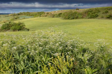İlkbaharda Castilla, İspanya 'nın yeşil manzaraları, Burgos şehrinin girişindeki hacıların geçidi..
