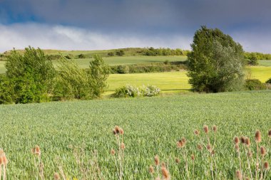 Kastilya Tarlaları, İspanya İlkbaharda, Burgos şehri yakınlarında..