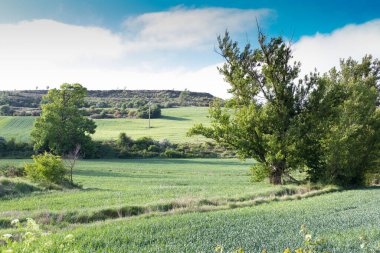 Kastilya Tarlaları, İspanya İlkbaharda, Burgos şehri yakınlarında..