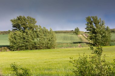 Kastilya Tarlaları, İspanya İlkbaharda, Burgos şehri yakınlarında..