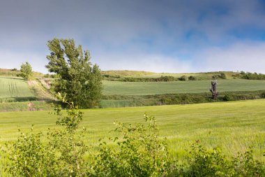 İlkbaharda Castilla, İspanya 'nın yeşil manzaraları, Burgos şehrinin girişindeki hacıların geçidi..