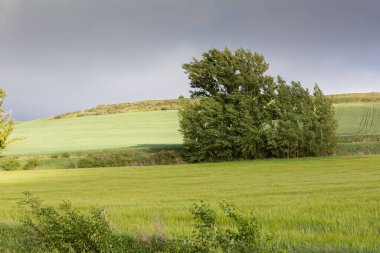 Kastilya Tarlaları, İspanya İlkbaharda, Burgos şehri yakınlarında..