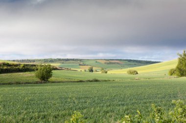 Kastilya Tarlaları, İspanya İlkbaharda, Burgos şehri yakınlarında..