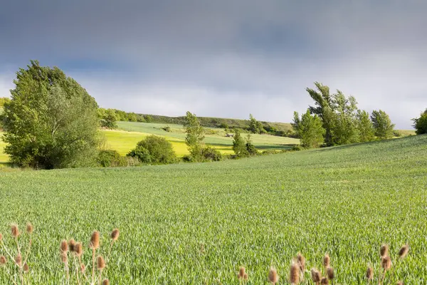 Groene Landschappen Van Castilla Spanje Het Voorjaar Pelgrimsdoorgang Bij Ingang — Stockfoto
