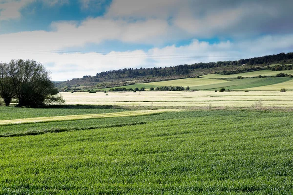 Groene Landschappen Van Castilla Spanje Het Voorjaar Pelgrimsdoorgang Bij Ingang — Stockfoto