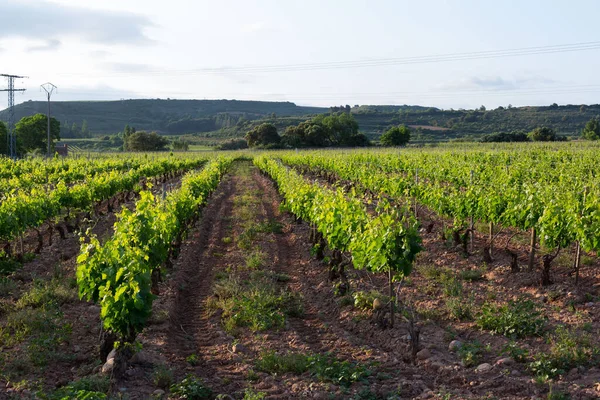 Viñedos Primavera Antes Cosecha Zona Rioja España — Foto de Stock