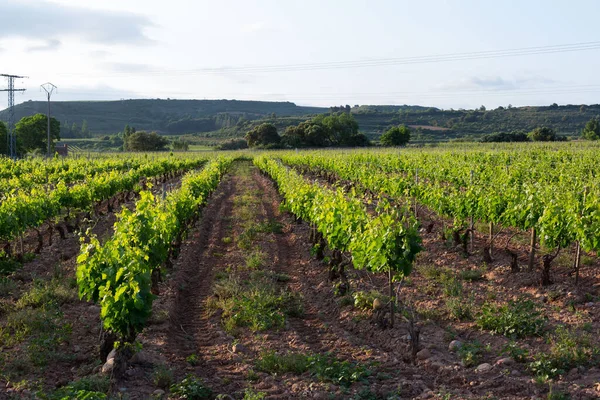 Vineyards Spring Harvest Rioja Area Spain — Stockfoto