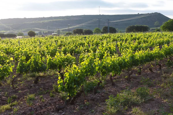 Αμπελώνες Την Άνοιξη Πριν Από Συγκομιδή Στην Περιοχή Rioja Ισπανία — Φωτογραφία Αρχείου