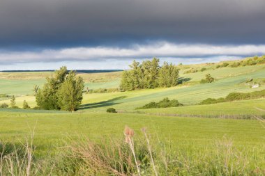 Kastilya Tarlaları, İspanya İlkbaharda, Burgos şehri yakınlarında..