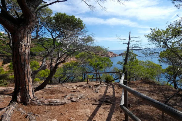 Costa Com Rochas Mar Azul Cheio Árvores Que Chegam Quase — Fotografia de Stock
