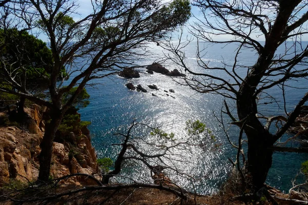 Costa Com Rochas Mar Azul Cheio Árvores Que Chegam Quase — Fotografia de Stock