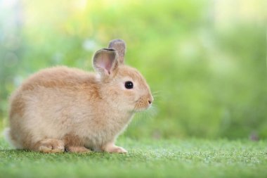 Baharda arka planda doğal bokeh olan yeşil çimenlerin üzerinde şirin küçük bir tavşan. Bahçede oynayan genç sevimli tavşan. Parkta sevgi dolu bir hayvan
