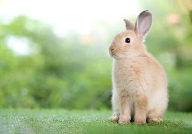 Baharda arka planda doğal bokeh olan yeşil çimenlerin üzerinde şirin küçük bir tavşan. Bahçede oynayan genç sevimli tavşan. Parkta sevgi dolu bir hayvan