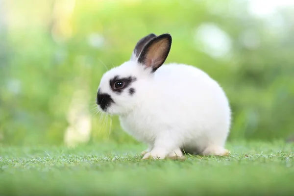 Nettes Kleines Kaninchen Auf Grünem Gras Mit Natürlichem Bokeh Als — Stockfoto