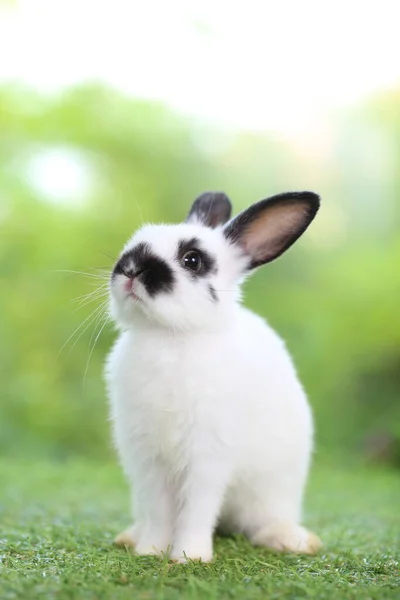 Cute Little Rabbit Green Grass Natural Bokeh Background Spring Young — Stock Photo, Image