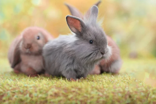 Schattig Konijntje Groen Gras Met Natuurlijke Bokeh Als Achtergrond Het — Stockfoto