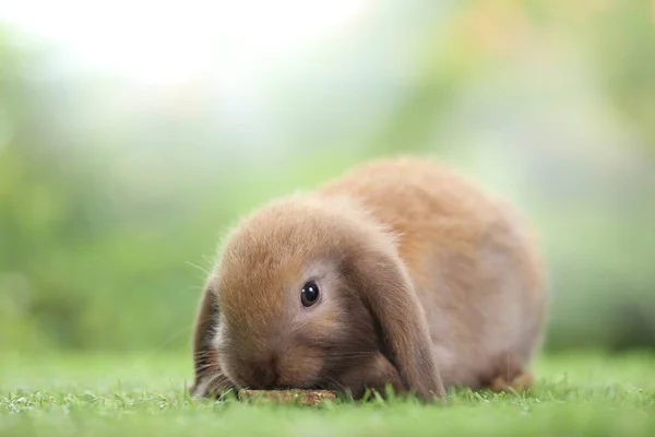 春天里 在绿草上 以天然山楂为背景 可爱的小兔子 年轻可爱的兔子在花园里玩耍 公园里可爱的宠物 — 图库照片