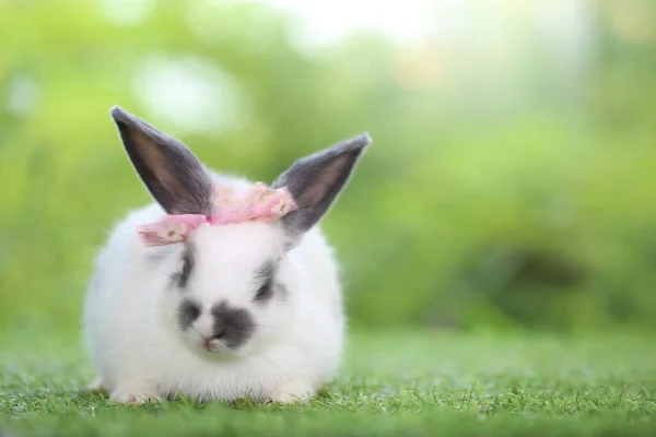 Nettes Kleines Kaninchen Auf Grünem Gras Mit Natürlichem Bokeh Als — Stockfoto