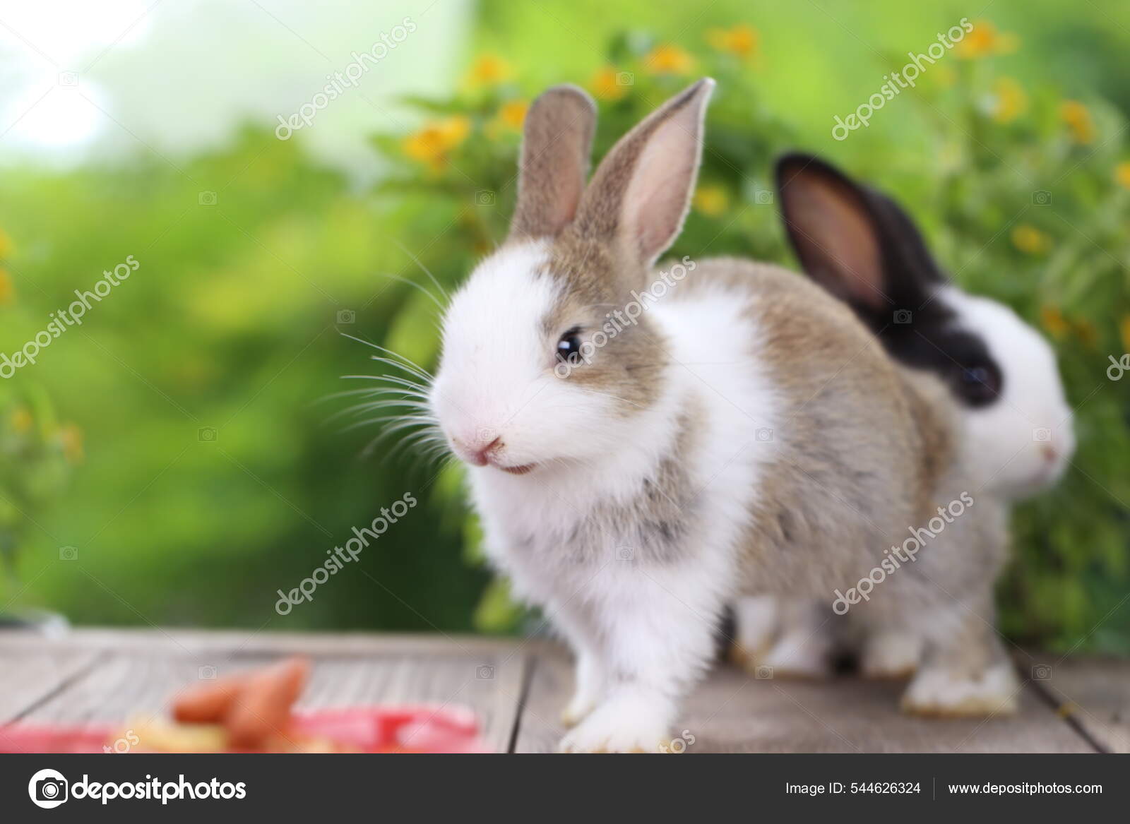 Young Brown Whte Black Rabbits Green Spring Nature Lovely Cute