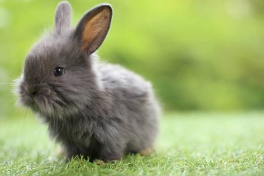 Baharda arka planda doğal bokeh olan yeşil çimenlerin üzerinde şirin küçük bir tavşan. Bahçede oynayan genç sevimli tavşan. Parkta sevgi dolu bir hayvan