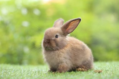 Baharda arka planda doğal bokeh olan yeşil çimenlerin üzerinde şirin küçük bir tavşan. Bahçede oynayan genç sevimli tavşan. Parkta sevgi dolu bir hayvan